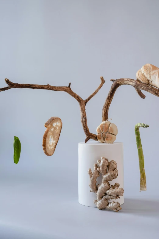 a close up of a plant in a vase on a table, a surrealist sculpture, inspired by Kim Tschang Yeul, unsplash, ecological art, spores floating in the air, driftwood, snacks, white ceramic shapes