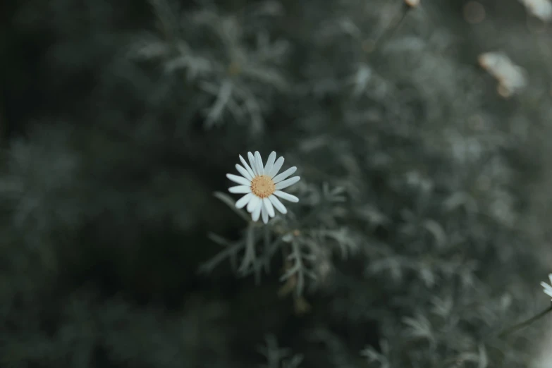 a white flower sitting on top of a green plant, by Attila Meszlenyi, trending on unsplash, chamomile, grey, low quality photo, alessio albi