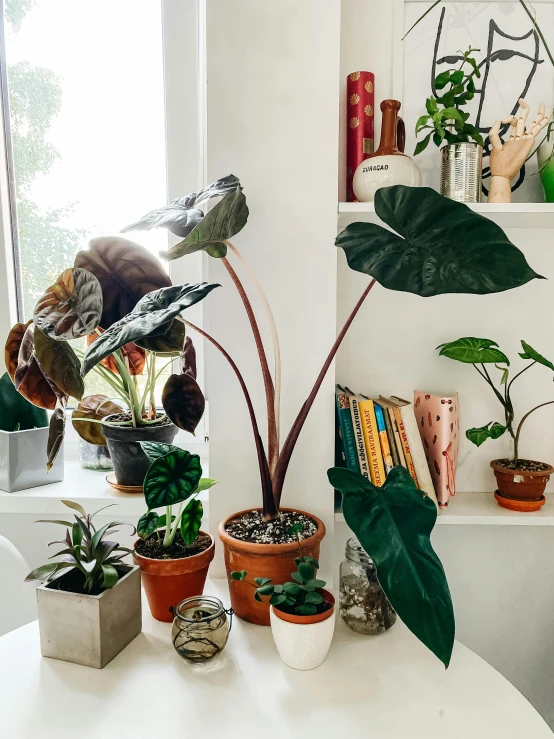 a white table topped with lots of potted plants, by Dulah Marie Evans, trending on unsplash, magnolia big leaves and stems, vicious snapping alligator plant, vignette of windowsill, taken on iphone 14 pro