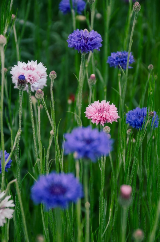 a bunch of flowers that are in the grass, blue and pink, abundant fruition seeds, award - winning, large tall