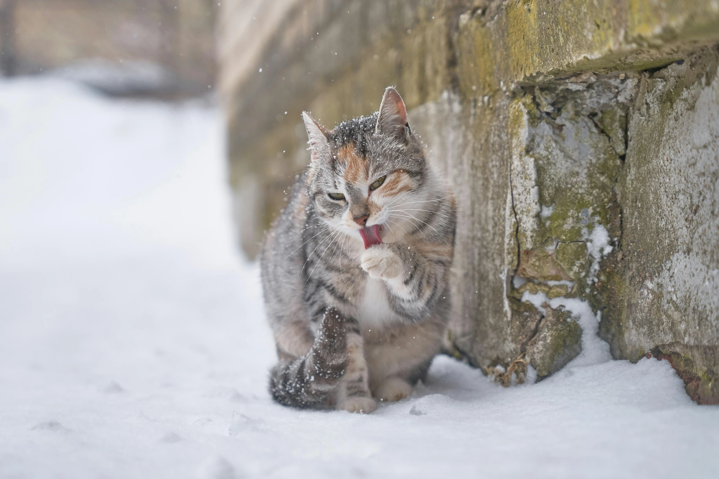 a cat that is sitting in the snow, on a large marble wall, licking tongue, alessio albi, multicoloured