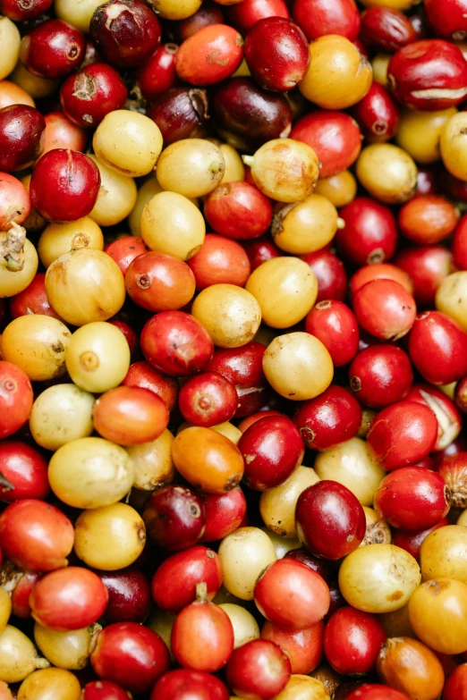 a pile of red and yellow coffee cherries, rum, zoomed out to show entire image, show