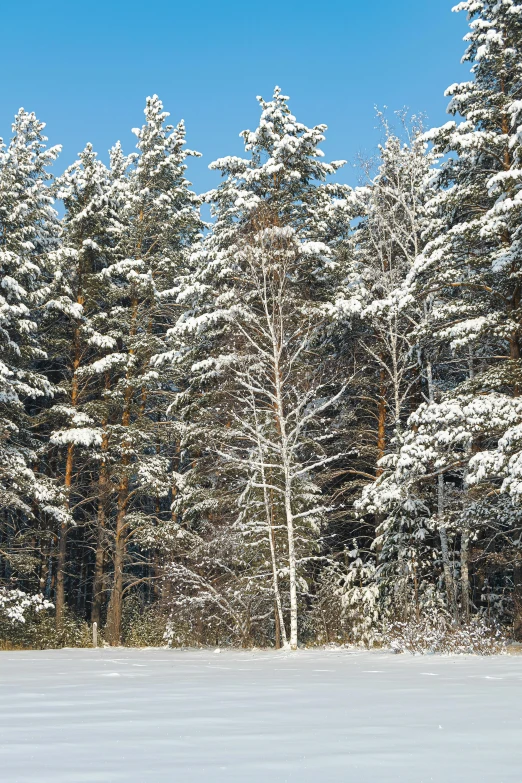 a man riding skis down a snow covered slope, a photo, inspired by Ivan Shishkin, tall pine trees, ((trees)), slide show, panoramic shot