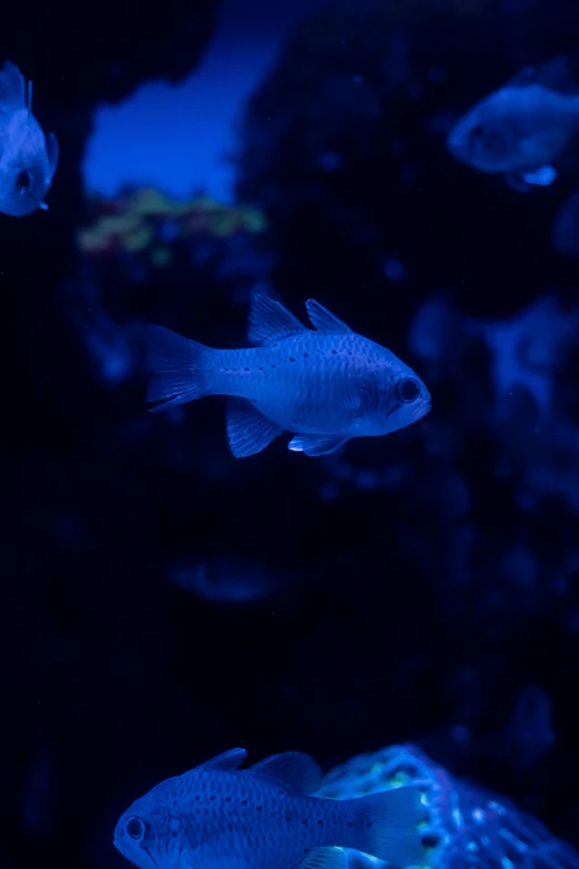 a group of fish swimming in an aquarium, a picture, unsplash, mingei, dark blue neon light, profile shot, shot on sony a 7, blue skin