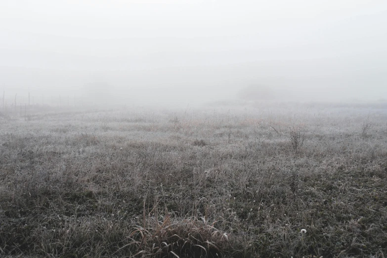 a red fire hydrant sitting on top of a grass covered field, an album cover, inspired by Elsa Bleda, unsplash, postminimalism, light grey mist, uneven dense fog, winter photograph, long thick grass