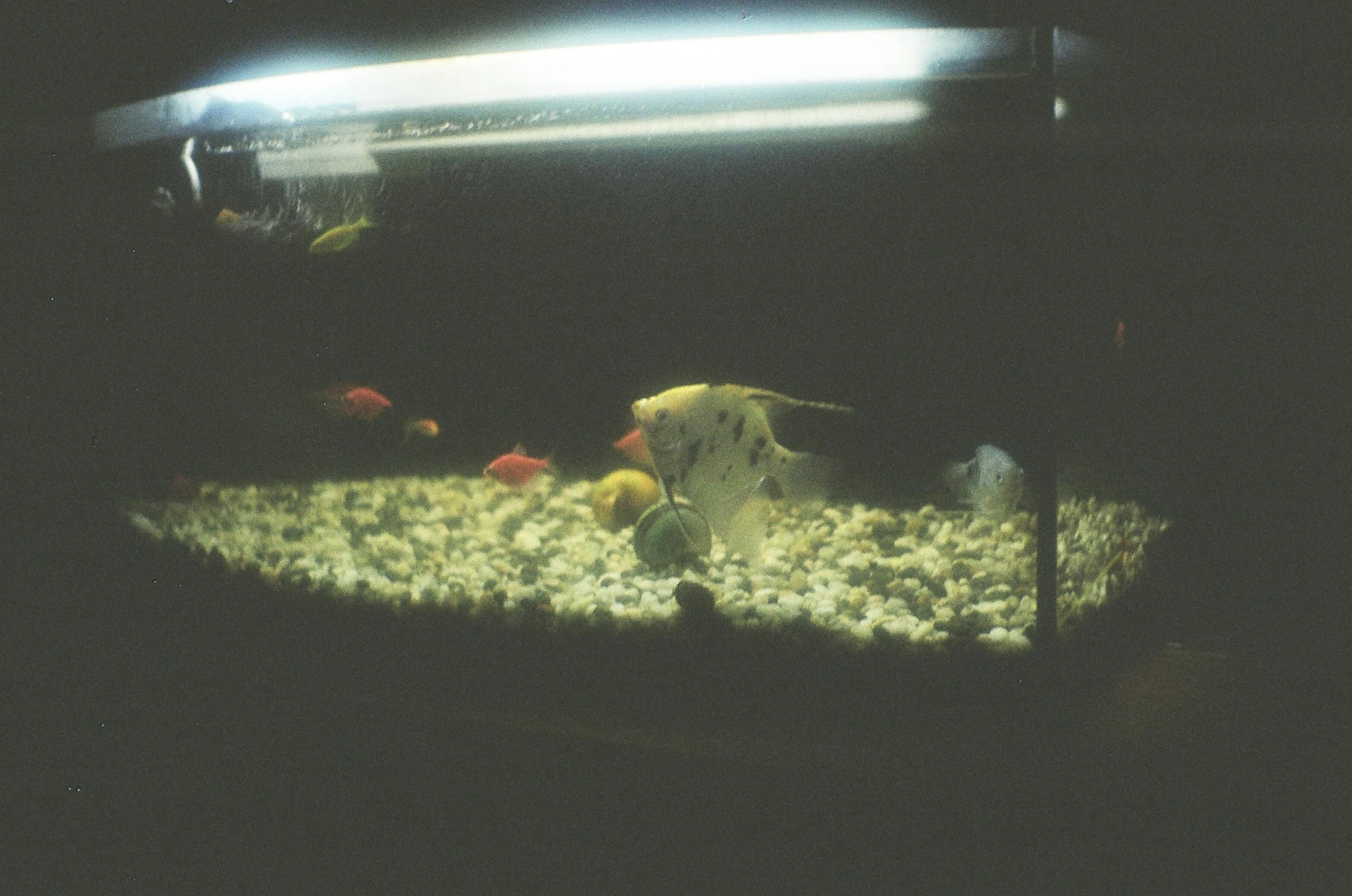 a fish tank filled with different types of fish, an album cover, inspired by Elsa Bleda, unsplash, realism, 3 5 mm kodak color ektochrome, tri-x 400 tx, night time low light, jenny seville