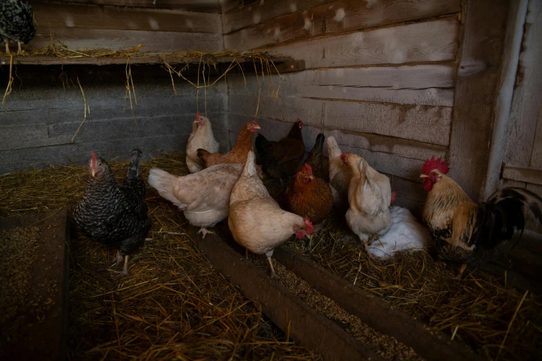 a group of chickens standing next to each other in a barn, a portrait, unsplash, profile image, hay, a high angle shot, minna sundberg