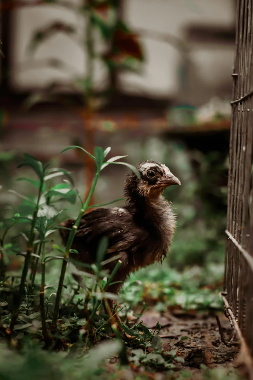 a small bird standing next to a fence, next to a plant, chicken, profile image, emaciated