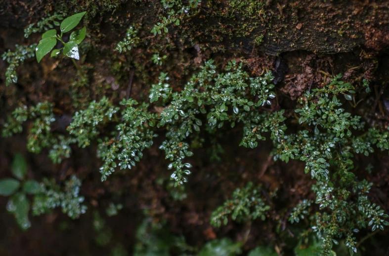 a close up of a plant growing on a rock, unsplash, hurufiyya, wood branch moss plants, after rain, protophyta, david hardy