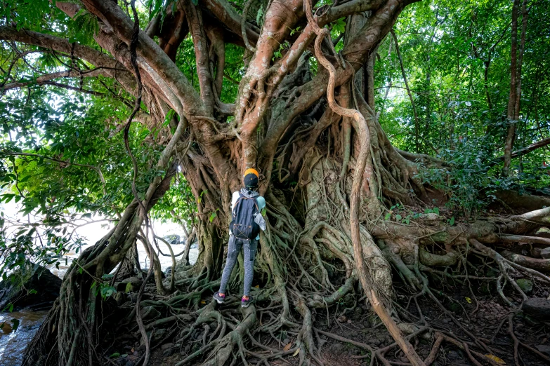 a person standing in front of a tree, by Peter Churcher, pexels contest winner, huge ficus macrophylla, avatar image, jamaica, himeji rivendell garden of eden