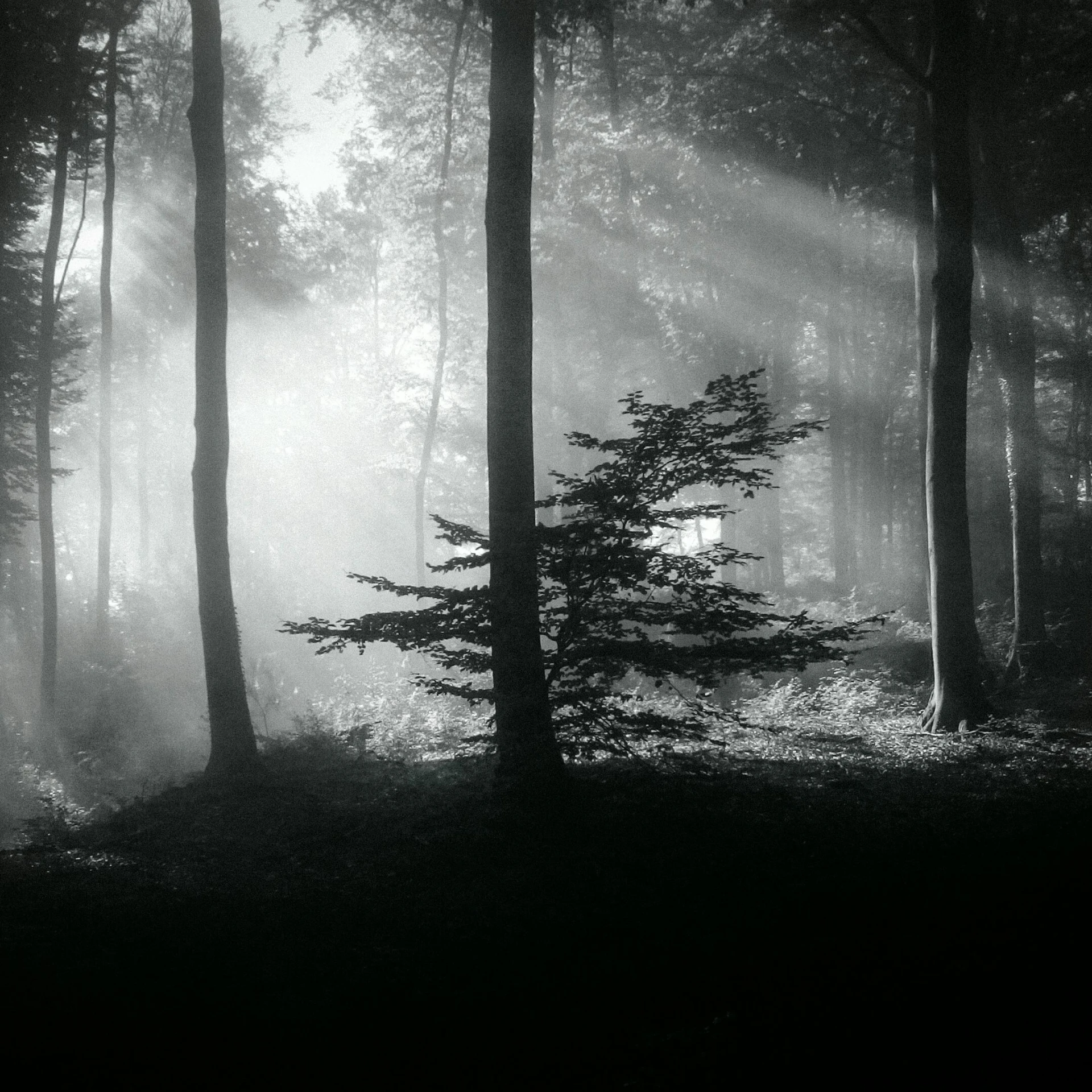a black and white photo of a forest, a black and white photo, unsplash contest winner, romanticism, forest in the morning light, dramatic light 8 k, ((forest)), mysterious lighting