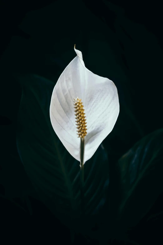 a white flower with green leaves on a black background, a macro photograph, by Elsa Bleda, unsplash, palm, large tall, woo kim, monument