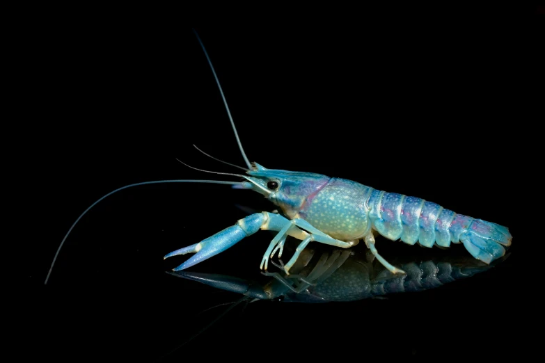 a crust crust crust crust crust crust crust crust crust crust crust crust crust crust crust crust crust crust crust crust crust crust crust crust crust crust crust, by Adam Marczyński, pixabay contest winner, ghost shrimp, against dark background, side profile in underwater, scorpions