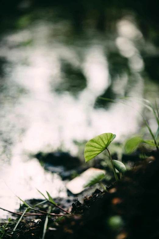 a close up of a leaf near a body of water, unsplash, plants growing, medium format. soft light, multiple stories, plants inside cave