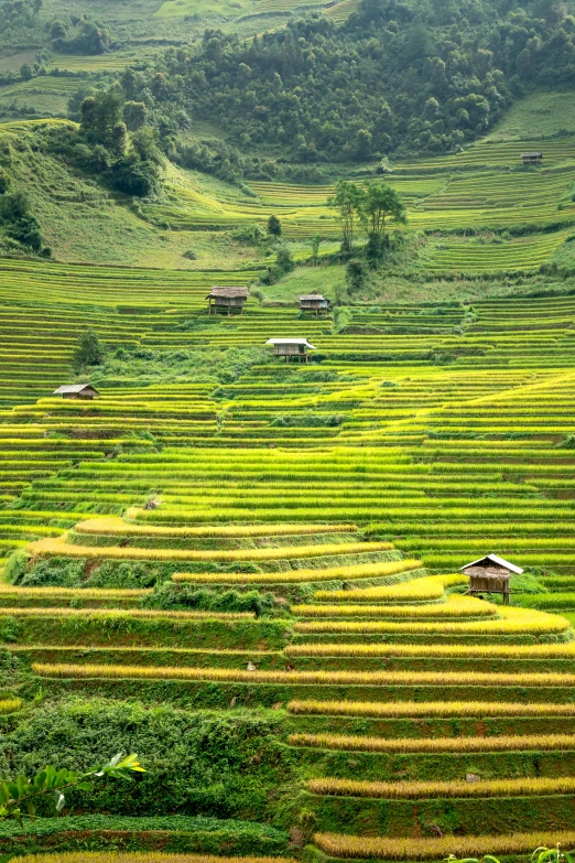 a group of houses sitting on top of a lush green hillside, rice paddies, square, paul barson, waving