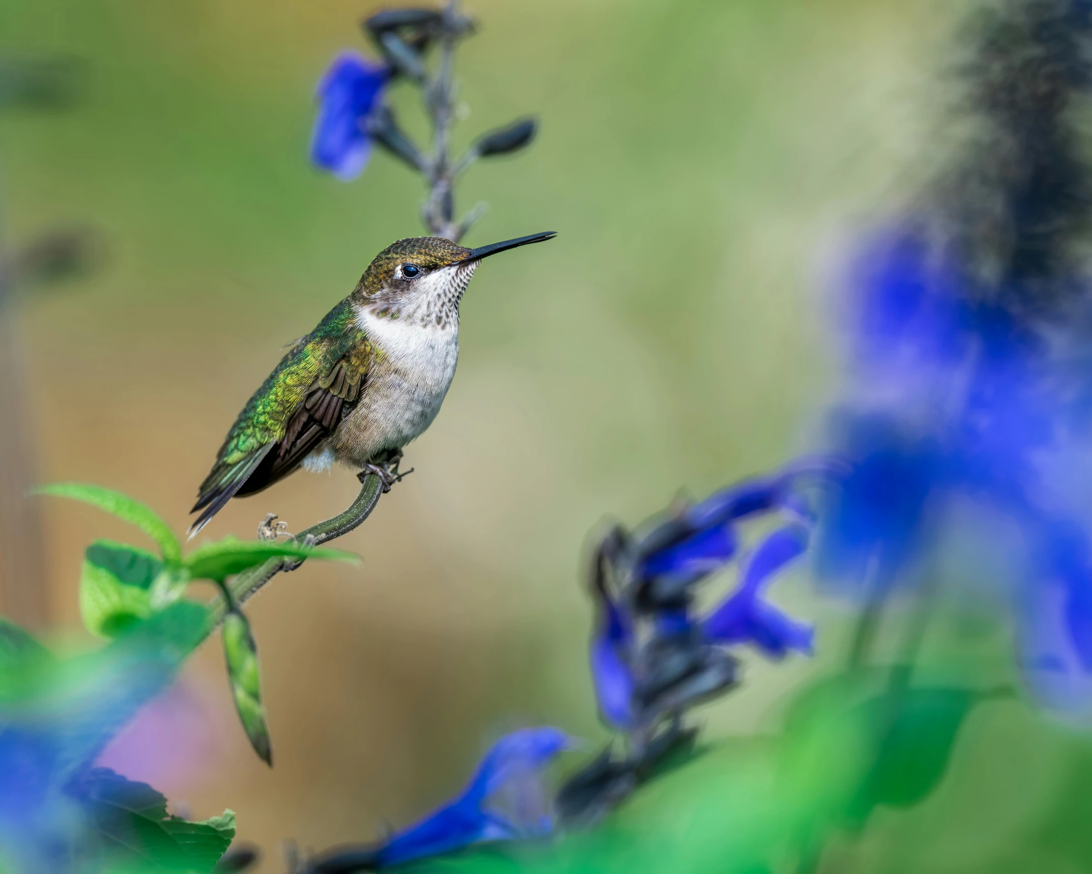 a hummingbird sitting on top of a blue flower, by Jim Nelson, pexels contest winner, arabesque, amongst foliage, high quality photo, blurred photo, portrait of small