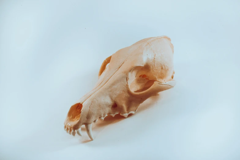 a close up of a animal skull on a white surface, unsplash, tabletop model, pig, low quality photo, very thin