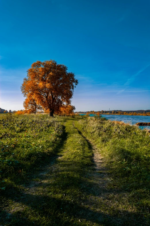 a tree sitting on top of a lush green field, by Sebastian Spreng, pexels contest winner, land art, on a riverbank, golden autumn, large path, blue sky