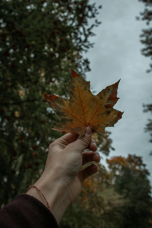 a person holding a leaf in their hand, pexels contest winner, slight overcast weather, today\'s featured photograph 4k, mid fall, promo image