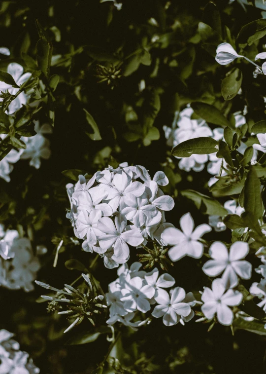 a bunch of white flowers sitting on top of a lush green field, inspired by Elsa Bleda, trending on unsplash, ☁🌪🌙👩🏾, verbena, moody aesthetic, pearlescent