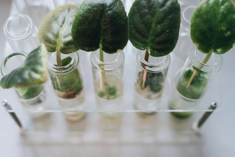 a bunch of glass bottles with plants in them, a microscopic photo, trending on unsplash, very large basil leaves, in a row, made of lab tissue, instagram photo