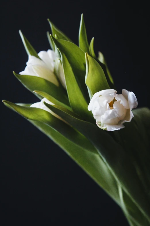 a close up of a bunch of flowers in a vase, with a black background, award - winning crisp details ”, tulips, gleaming white