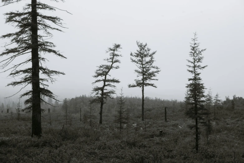 a black and white photo of a forest, by Grytė Pintukaitė, unsplash, land art, in an arctic forest, gray sky, taken in the late 2010s, ((trees))