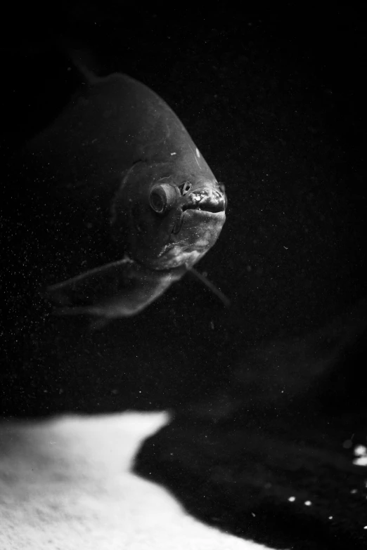 a black and white photo of a fish, by Adam Pijnacker, taken in zoo, medium format. soft light, ✨🕌🌙, an angry