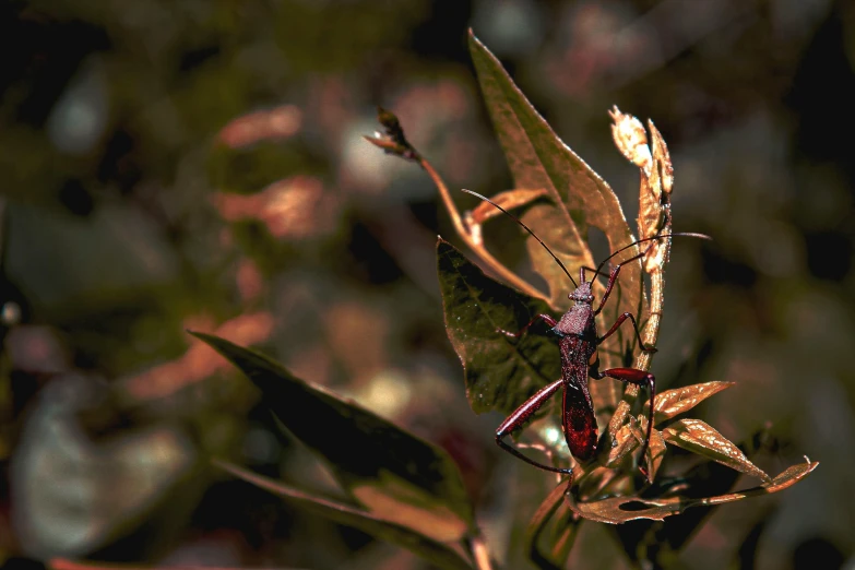 a bug sitting on top of a leaf covered plant, pexels contest winner, art photography, dramatic sharp thorns, weta, old color photograph, cyberpunk in foliage