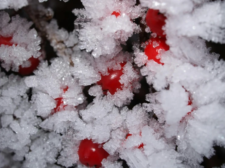 a bunch of red berries covered in snow, a macro photograph, inspired by Arthur Burdett Frost, trending on pexels, cave crystals, in an icy cavern, macro photography 8k, looking down at the forest floor