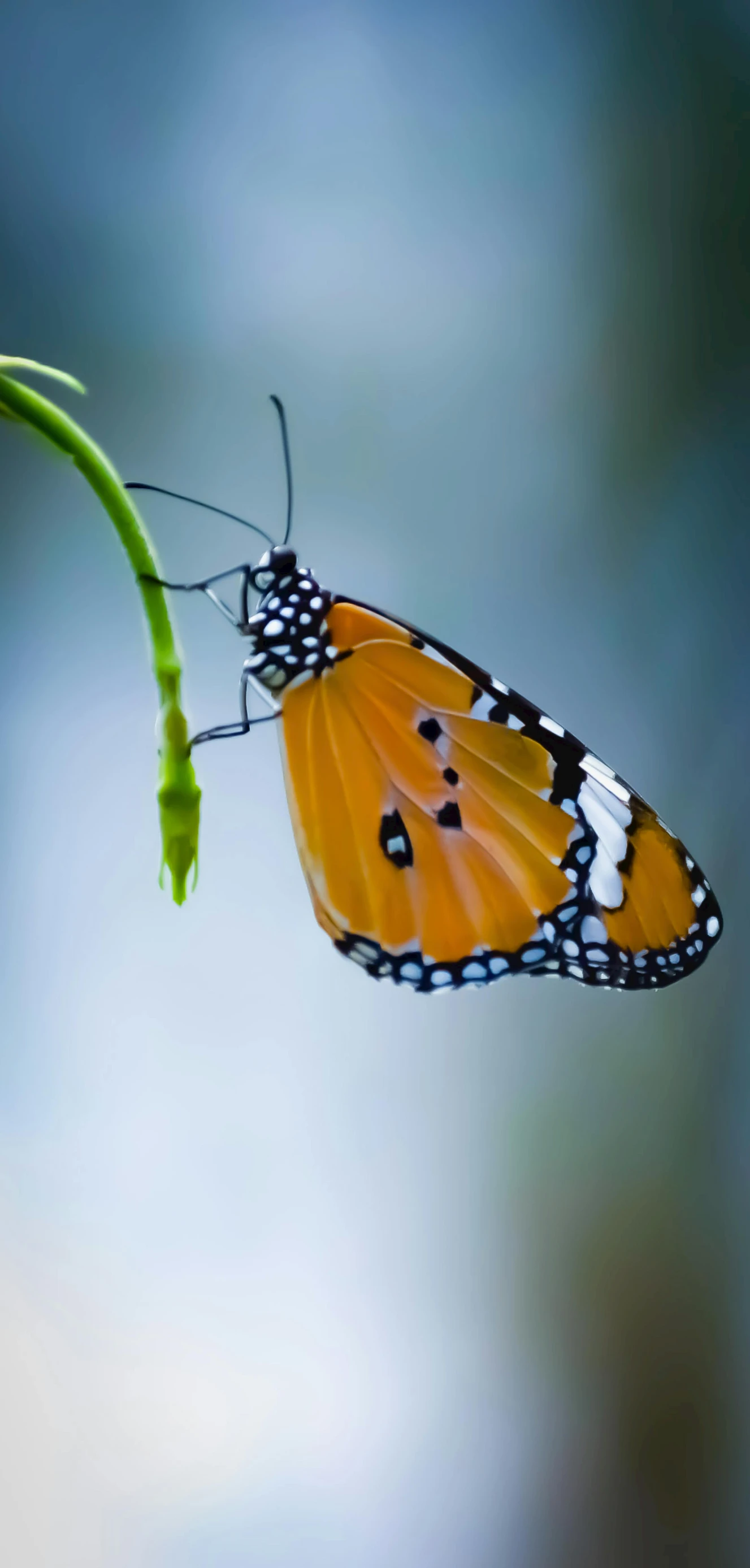 a close up of a butterfly on a plant, profile image, of letting go, ilustration, god\'s creation