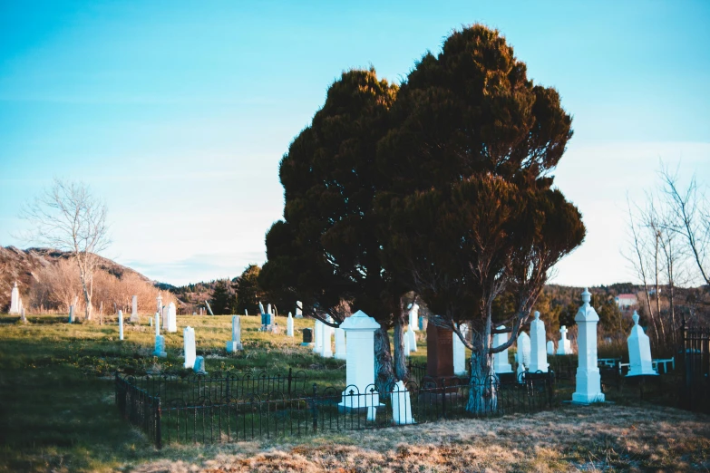 a cemetery filled with lots of white tombstones, by Lee Loughridge, unsplash, bristlecone pine trees, tawa trees, early evening, blue trees