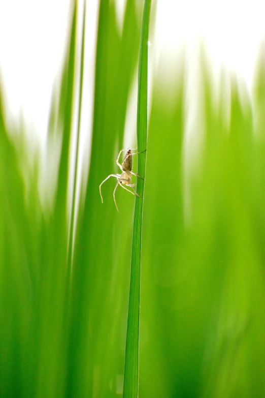 a spider sitting on top of a blade of grass, by Jan Rustem, tall acid green grass field, canvas, no cropping