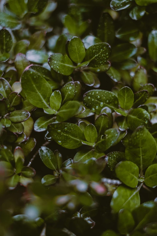 a close up of a plant with water droplets on it, trending on pexels, lush greens, myrtle, a high angle shot, slightly pixelated