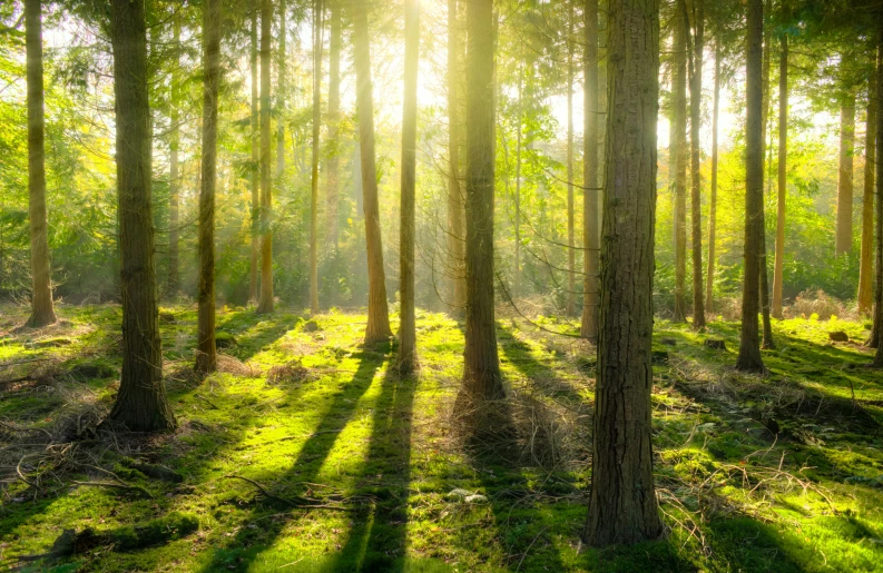 the sun shines through the trees in a forest, by Jesper Knudsen, shutterstock, multiple stories, forest plains of yorkshire, a wooden, in gentle green dawn light