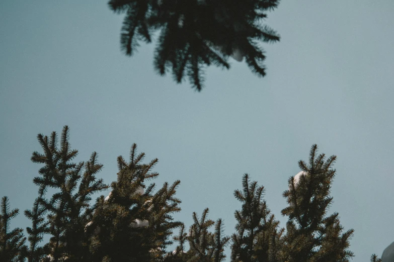 a bird sitting on top of a pine tree, an album cover, unsplash, postminimalism, ((trees)), looking up into the sky, 🌲🌌