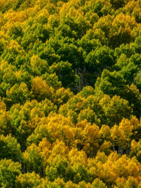 a forest filled with lots of green and yellow trees, by Dave Melvin, unsplash contest winner, color field, 2 5 6 x 2 5 6 pixels, colorado, closeup!!!!!!, fine detail post processing