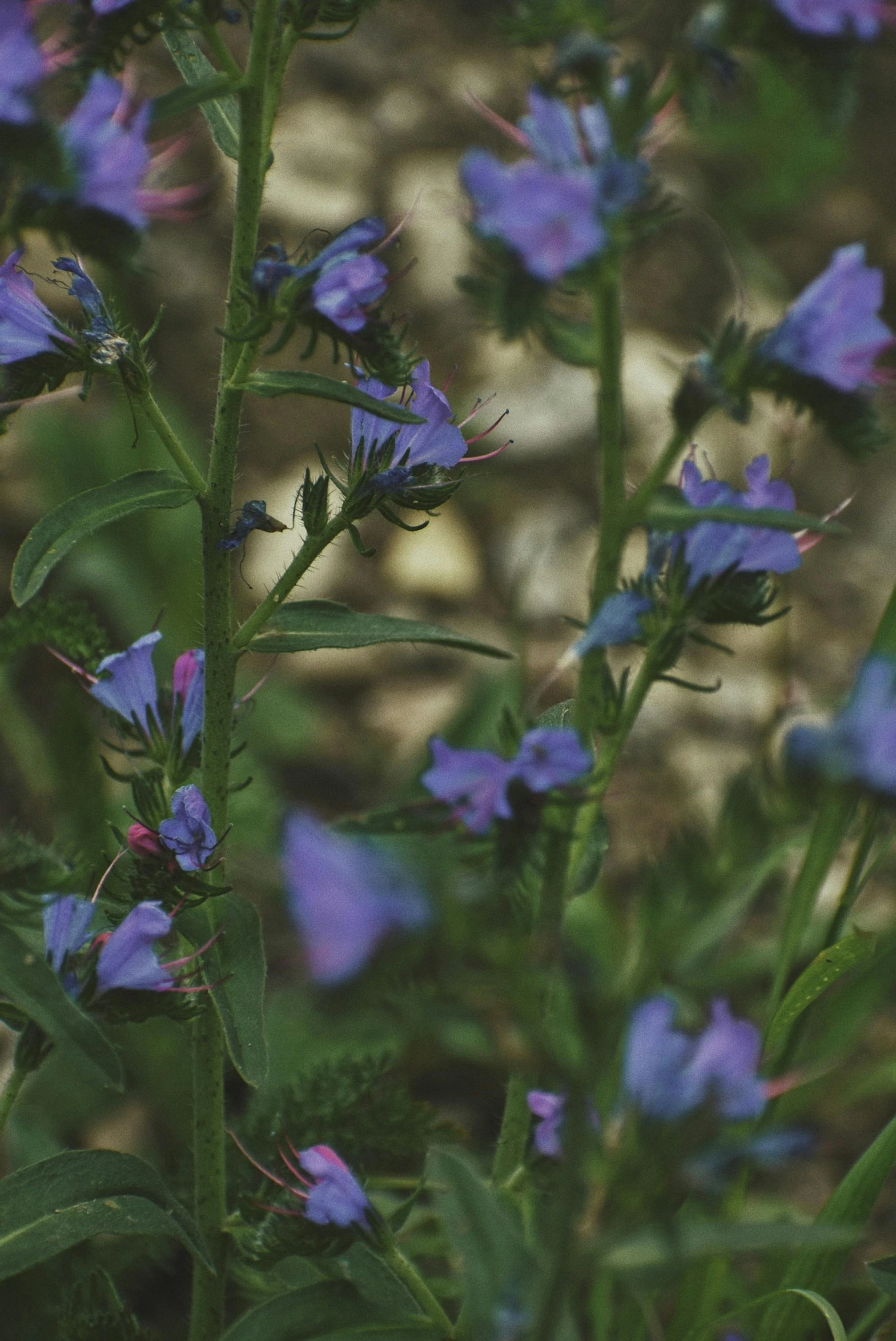 a group of purple flowers sitting on top of a lush green field, a picture, unsplash, renaissance, lobelia, dark blue, botanical herbarium, grainy movie still