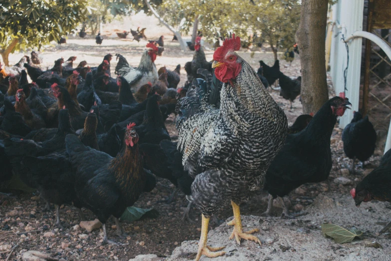 a bunch of chickens that are standing in the dirt, pexels contest winner, renaissance, black, 💋 💄 👠 👗, australian, al fresco