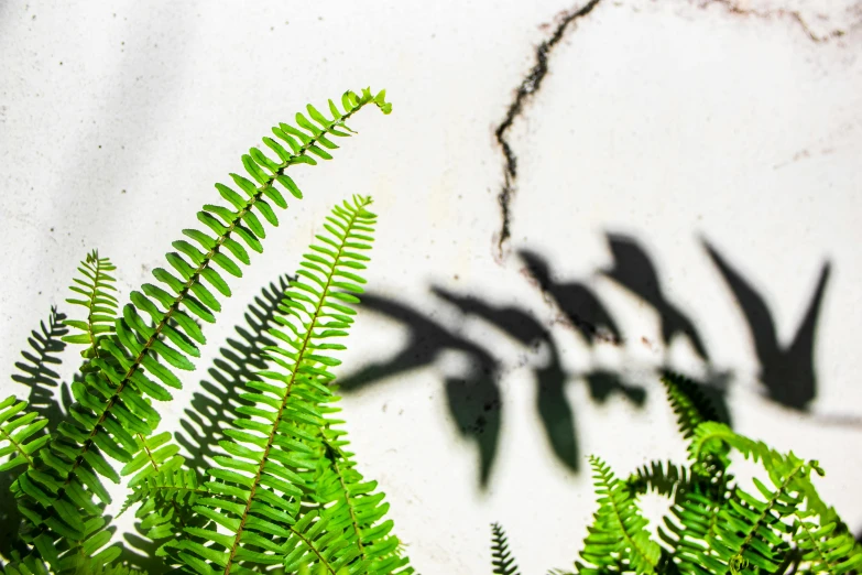 a plant is casting a shadow on a wall, an album cover, inspired by Andy Goldsworthy, trending on pexels, concrete art, ferns, background image, graffiti on a wall, high contrast hyperrealism 8k