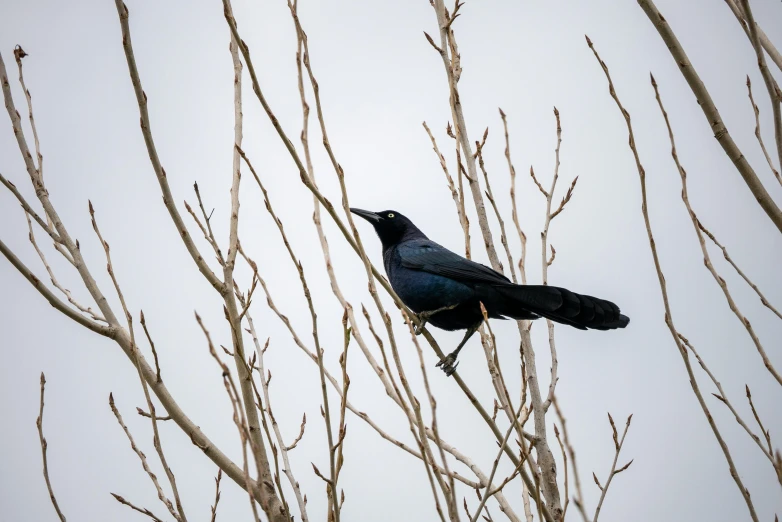 a black bird sitting on top of a tree branch, by Carey Morris, pexels contest winner, blue, slight overcast, 🦩🪐🐞👩🏻🦳, black tendrils