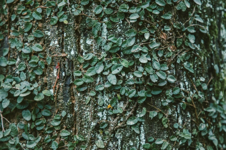 a close up of a tree trunk covered in green leaves, inspired by Elsa Bleda, unsplash, background image, 2000s photo