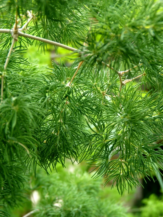 a bird sitting on top of a tree branch, with matsu pine trees, plant specimens, zoomed in, lush green