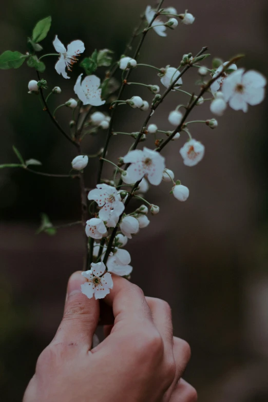 a person holding a bunch of white flowers, inspired by Elsa Bleda, trending on unsplash, plum blossom, low quality photo, willow plant, battered