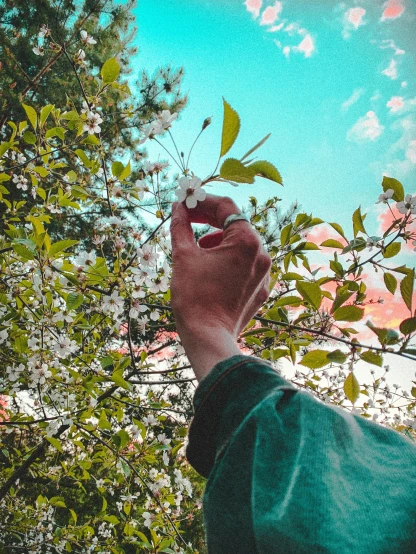 a person holding a flower in front of a tree, teal aesthetic, reaching for the sky, with fruit trees, profile image