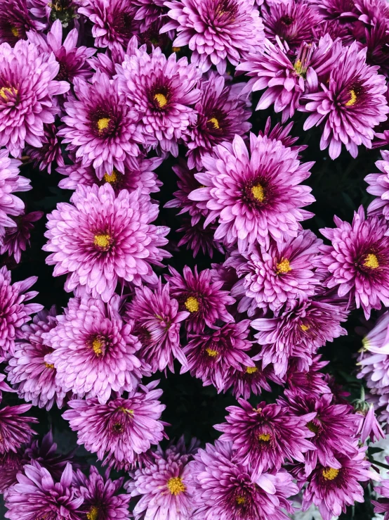 a close up of a bunch of purple flowers, by Carey Morris, pexels, chrysanthemum eos-1d, full frame image, high quality picture, fall season