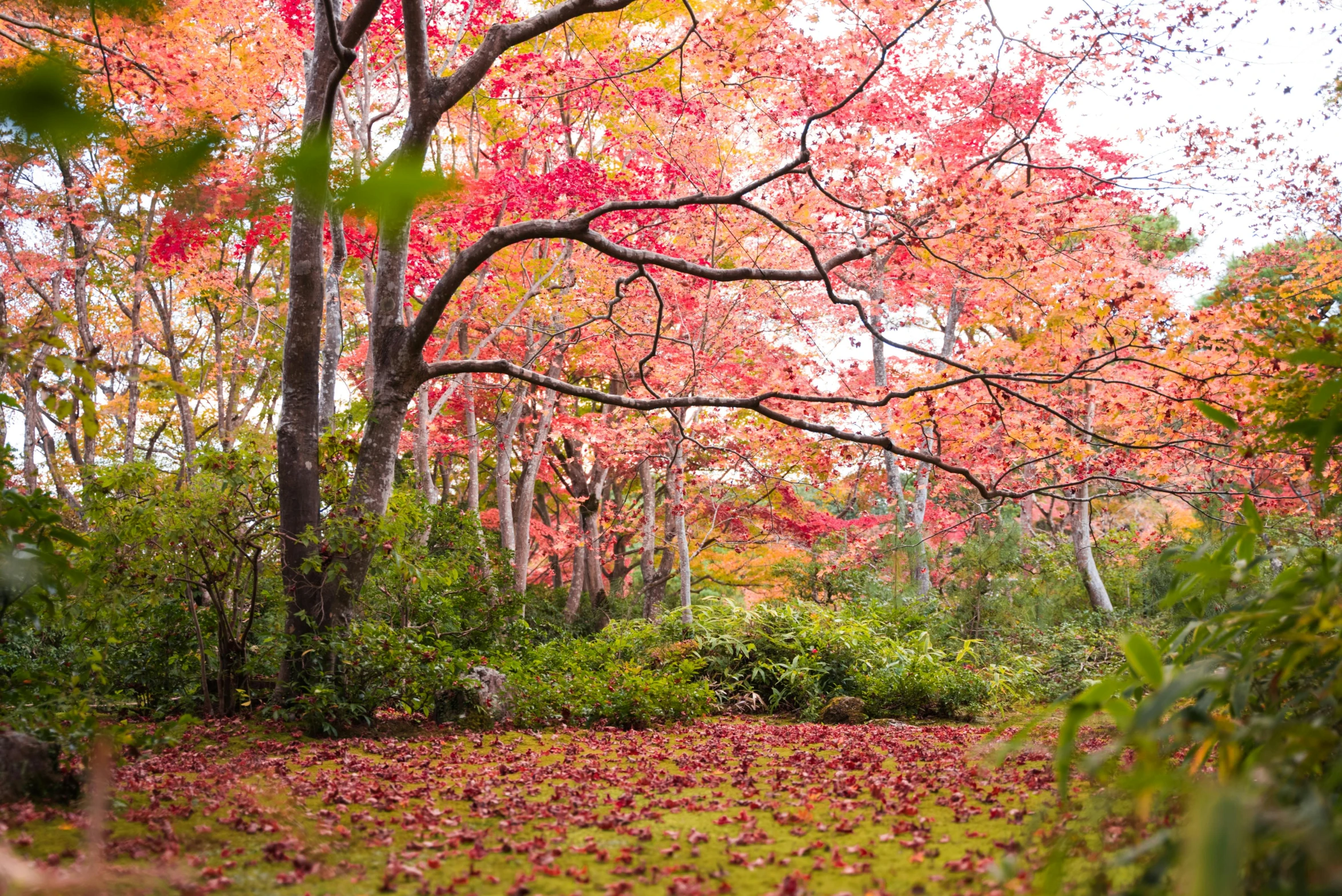 a park with lots of leaves on the ground, by Hiroshi Honda, pink and red colors, in a woodland glade, tawa trees, natural beauty