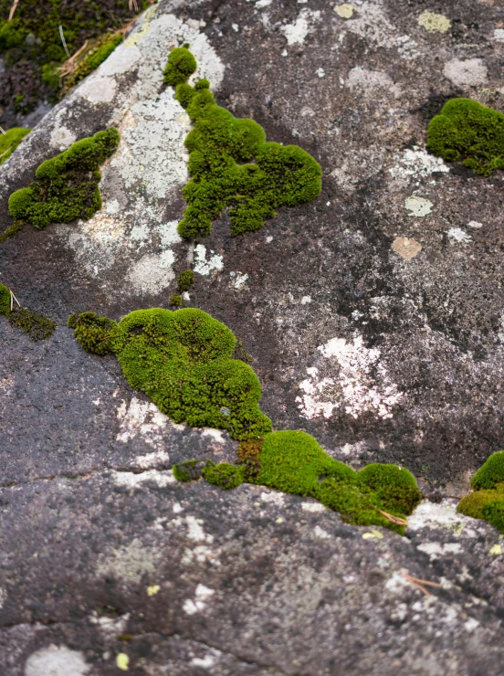 a close up of a rock with moss growing on it, traverse, ((rocks)), victoria siemer, green flush moss