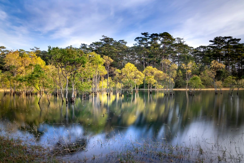 a large body of water surrounded by trees, by Jan Rustem, unsplash contest winner, hurufiyya, manuka, jin shan, pond, straya