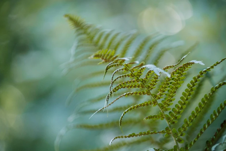 a close up of a plant with a blurry background, by Jan Rustem, unsplash, fern, soft light - n 9, paul barson, a green